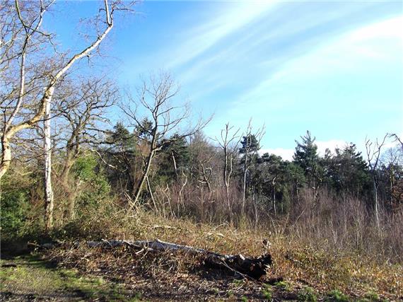 Bostall Heath And Woods
