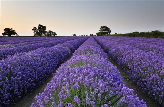 Somerset