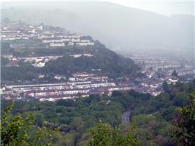 Mountain Ash