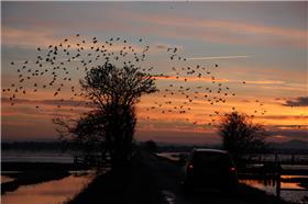 Somerset