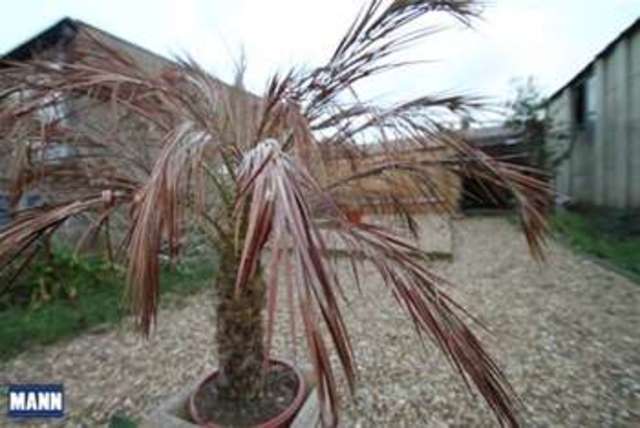  Image of 3 Bedroom Terraced to rent at Swanscombe, DA10 0DQ