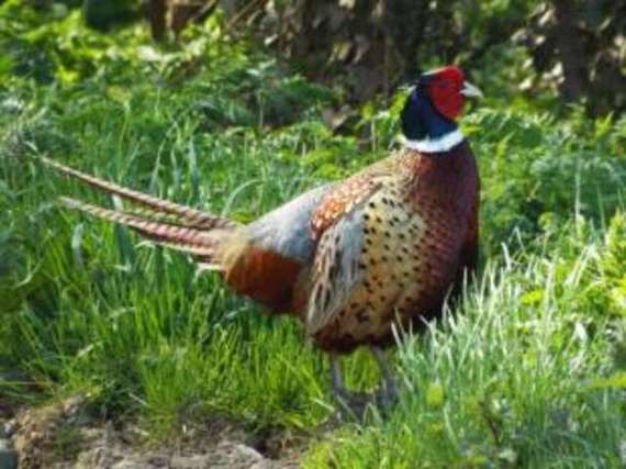 2&nbsp;Bedroom&nbsp;Bungalow